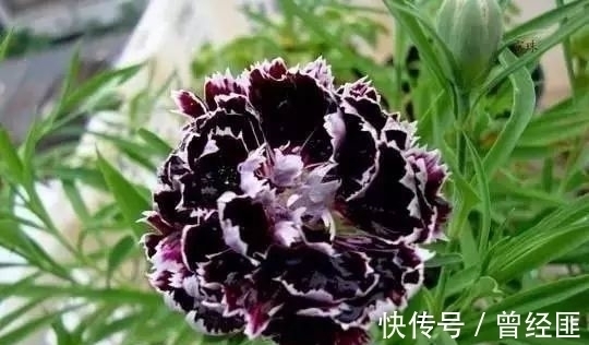 黑杰克|盘点：20种世界上最黑的花，黑的美，黑的妙，黑的呱呱叫