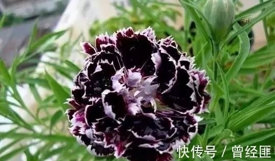 盘点:20种世界上最黑的花,黑的美,黑的妙,黑的呱呱叫