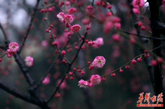 中年|赏美景、寻年味 湖南景区花样活动迎新春