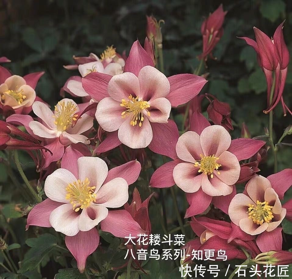  仙气|名字叫做“耧斗菜”，花朵却又“仙气飘飘”，今年的网红花