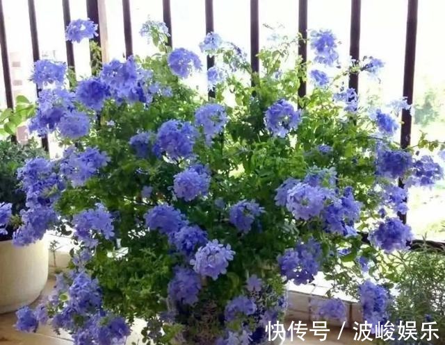 夏天|想要家里四季花开，这20种花，连续能开300天，完全不歇气