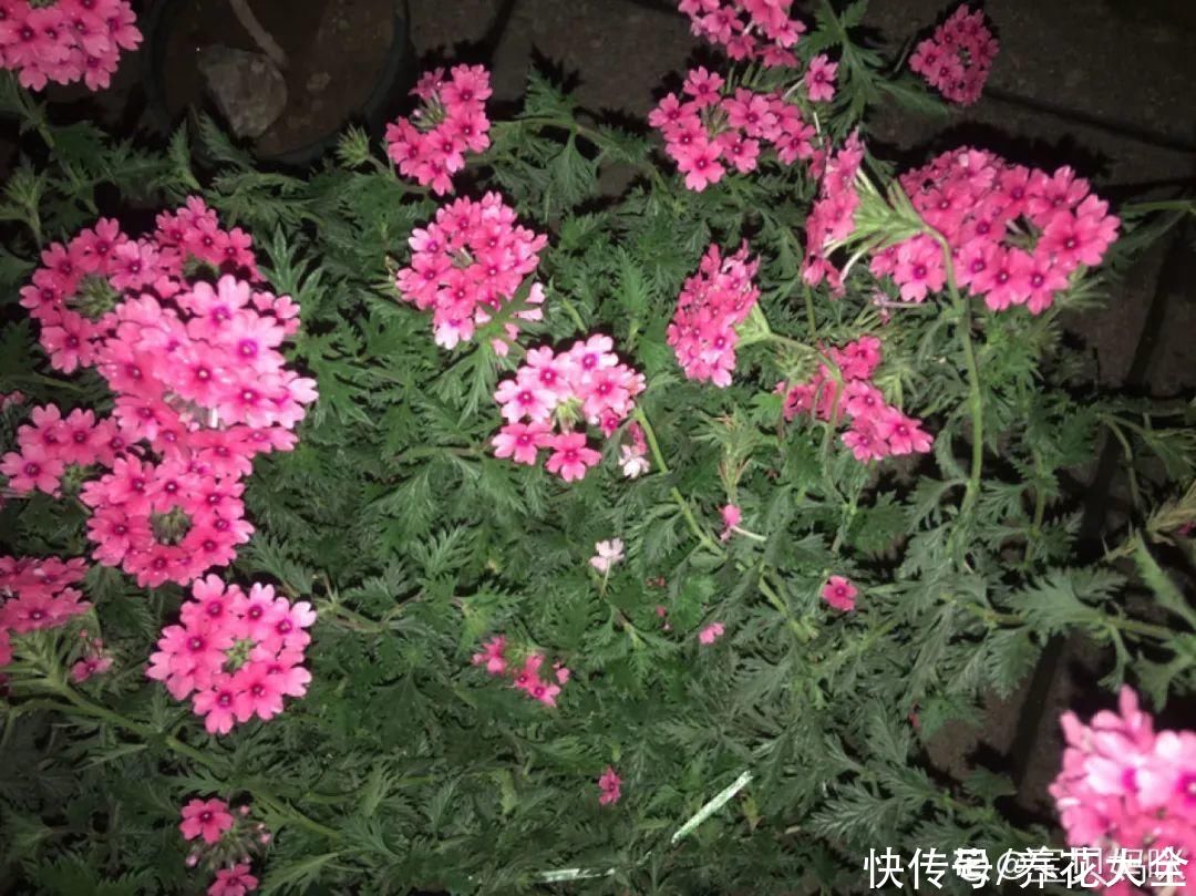 有院子的话,种这6种花,沾土就活一大片