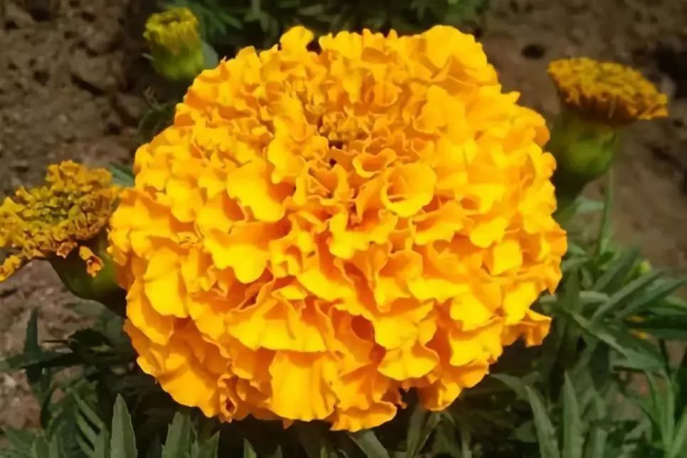 叶黄素|真正的“护眼高手”,小小一颗补充4种营养,赶走眼干眼涩,视物清晰不疲劳