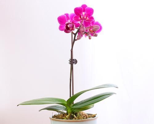 兰花|蝴蝶兰和兰花养护方法有差别，了解这三点，养哪一种也不难