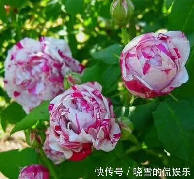 养殖|月季花的养殖方法