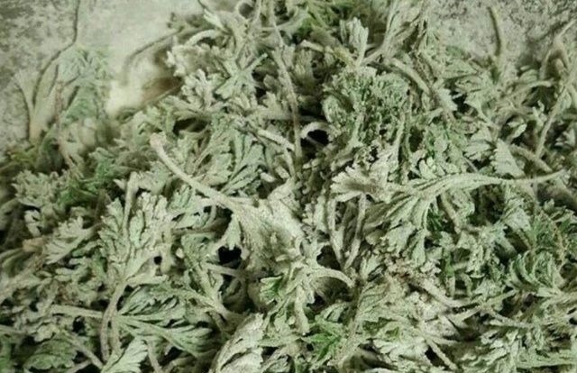 克星|这种野菜被称为癌症的克星，这个季节建议你多吃！