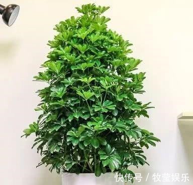 做好4点，鸭掌木安全度夏！天一凉快，叶子蹭蹭长，终年油绿