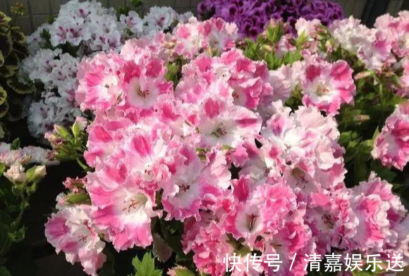 泡水|3种枝条泡水里,10天长根,一次开花100朵,水培成活率更高!