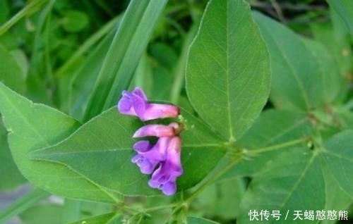 开紫花的草本植物