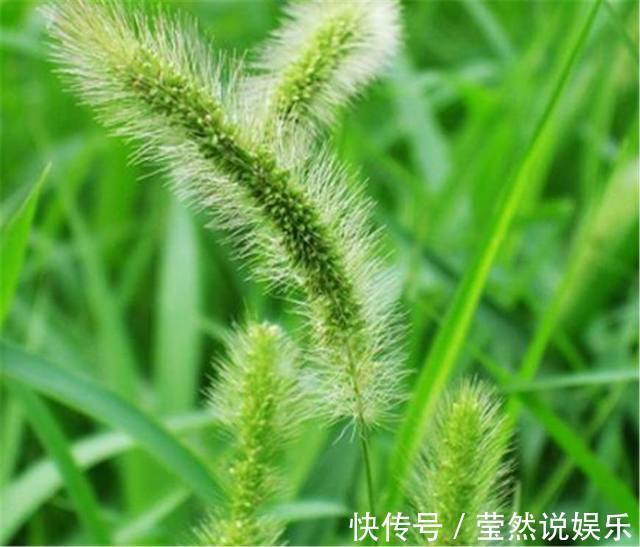 庄稼|别再把狗尾巴草给扔了,它的这些养生功效,你都知道多少
