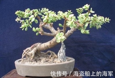 叶子|养护金枝玉叶其实很简单，做好这几点，枝繁叶茂又好看！