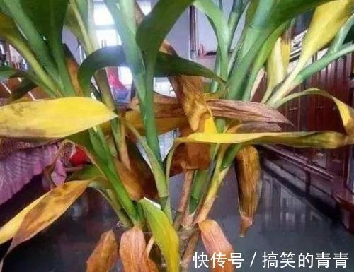叶子|富贵竹叶子发黄，不用担心，1滴“小药水”让叶子返青