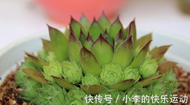 夏季|新手养多肉,就养6种“普货多肉”,简单养就有状态,满是成就感