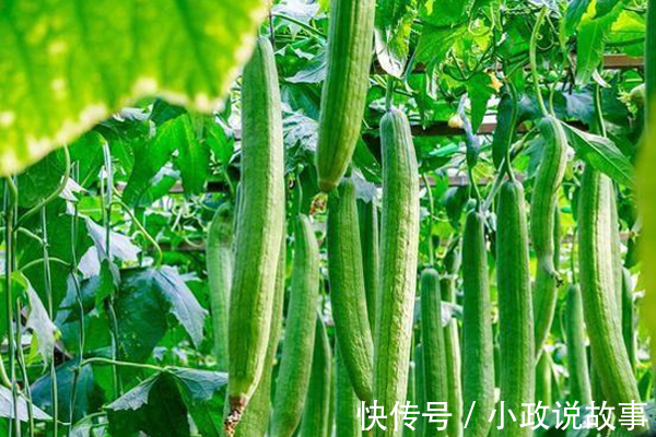 丝瓜瓢|不少人拿丝瓜当洗碗布，却没几个人知道它居然是个“宝”