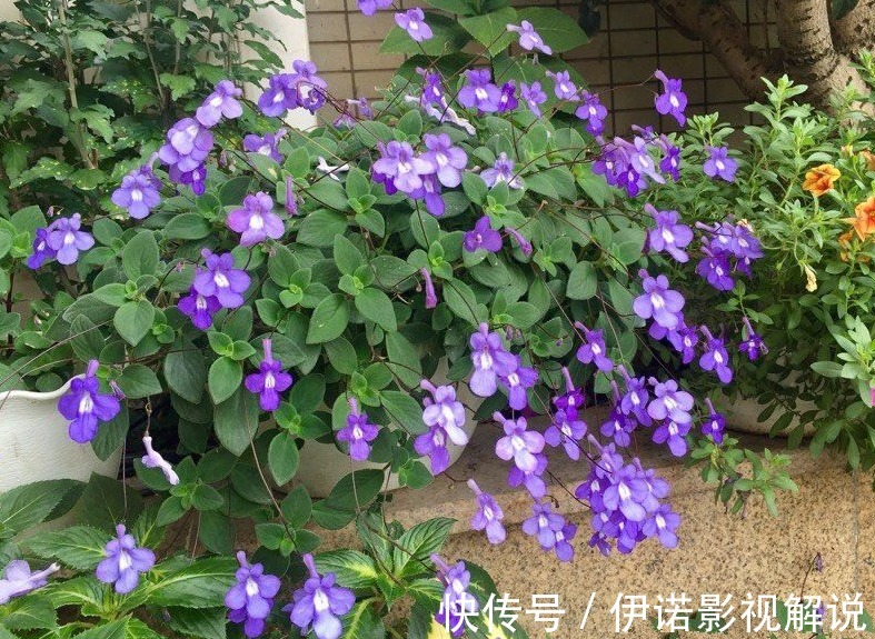 喜欢养护花卉,就选择花色艳丽、花期长,容易开花成花海的花卉