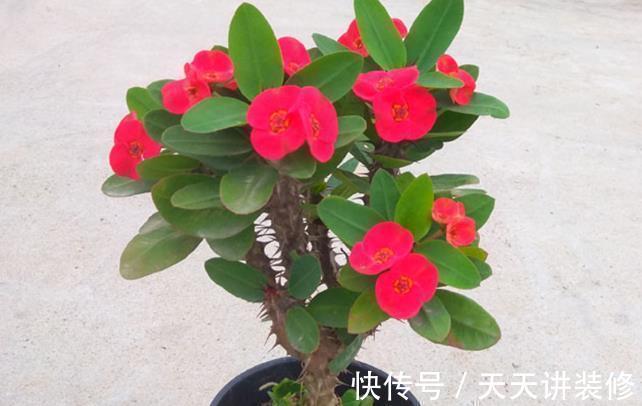 家里养这六种花，干一点越长越好，浇水多就容易烂