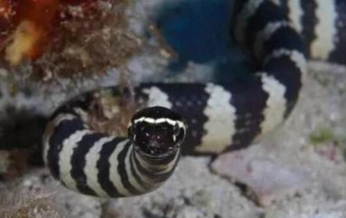 世界上最毒的蛇是那种蛇 裂颊海蛇毒性要比眼镜蛇强8倍 快资讯