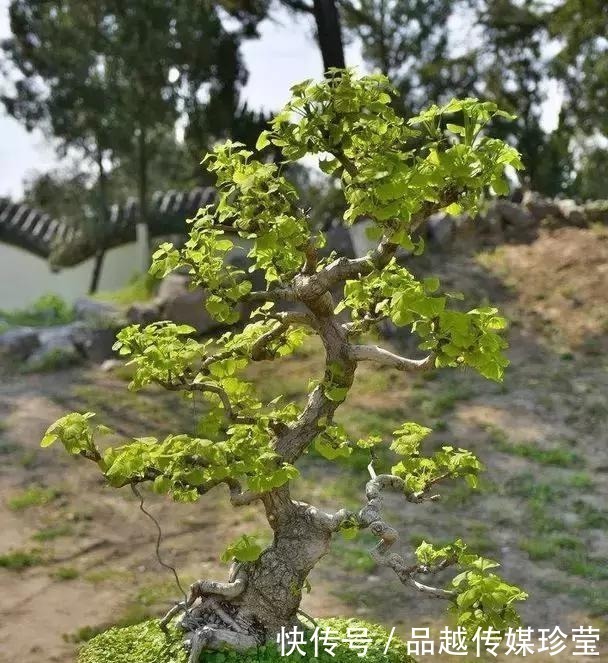 银杏|这3种盆景可以养成传家宝,再穷也要养,越老越值钱!
