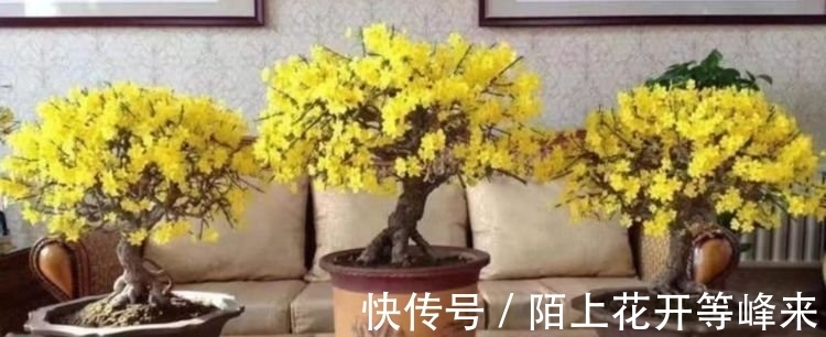 居家就养此款花卉,净化空气就靠它,吸甲醛、除异味,杀细菌!