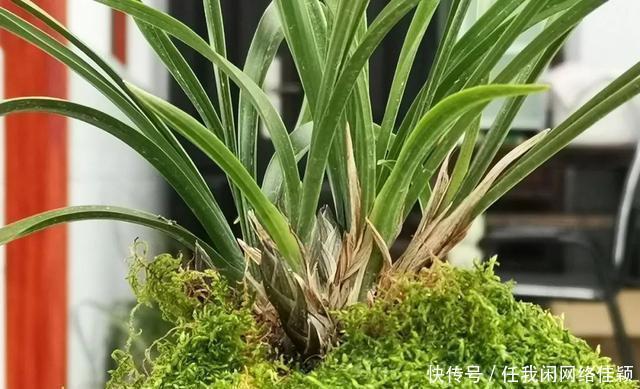 冬天养兰花,盆土结冰的怎么办两个操作一个必须