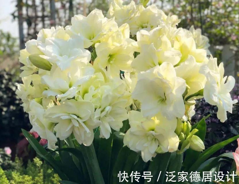 种球|正逢秋日养花好时节,买花就选这3款,一开大半年,开花量还大