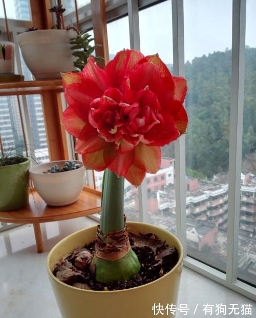 球根植物朱顶红的种植方法,这样种植,春节赏花