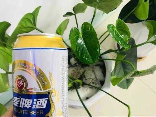 夏天浇花要注意，3种水扔了也别浇花，不然黄叶烂根，难过夏