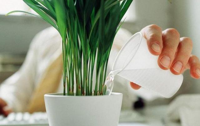 养花发酵肥水时间太久，教你1个“小技巧”，20多天就能用