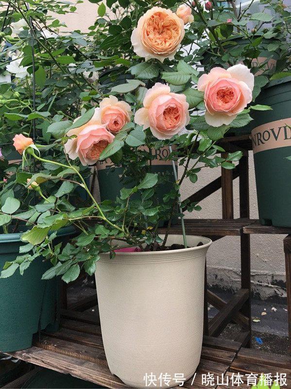 最值得养的6种月季,抗病性强,四季开花易爆盆,阳台庭院都能养