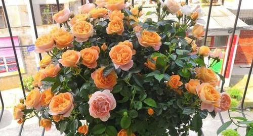 超长|3种木质花卉,开花漂亮花期超长,越养越漂亮,是盆栽佳品!