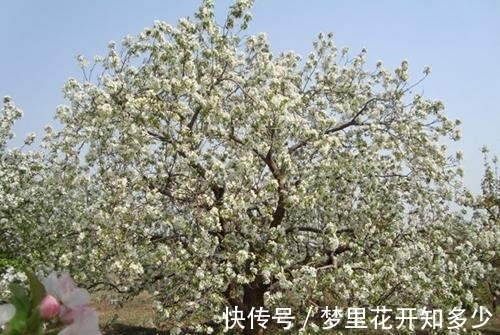 观赏价值|八棱海棠是美化风景的首选观赏树,有极高的观赏价值
