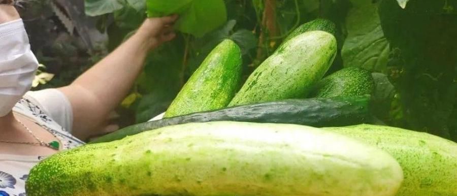 夏日|家里老人珍藏百年的腌黄瓜秘方，一次腌20斤，嘎嘣脆，咸香特好吃