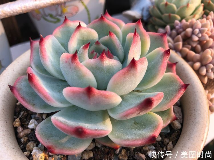 阳台|DIY改造17㎡屋顶花园,忙得不亦乐乎,在喧嚣城市打造一隅静谧