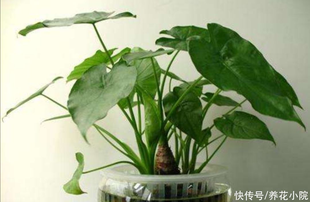 家庭养花有讲究,这三大类花卉,建议别在室内养