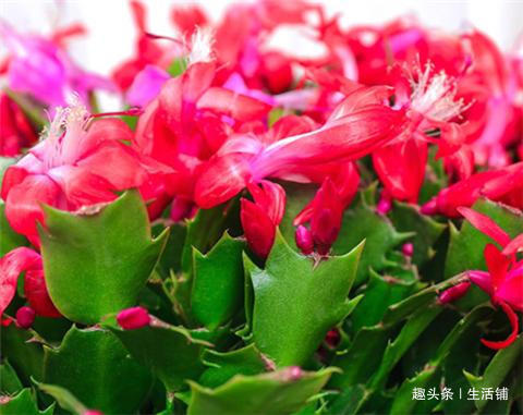 养蟹爪兰掌握小技巧,叶子肥厚长满盆,花骨朵呼呼冒!