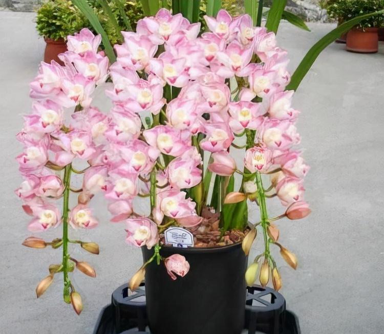 农历9月18霜降后，养什么花？家里养3种花，富贵安康幸福常伴