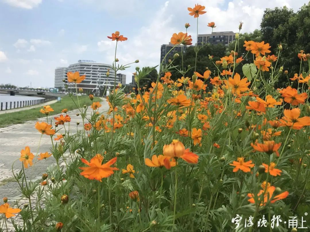 花海|70000㎡！宁波市中心又多一处绝美花海！