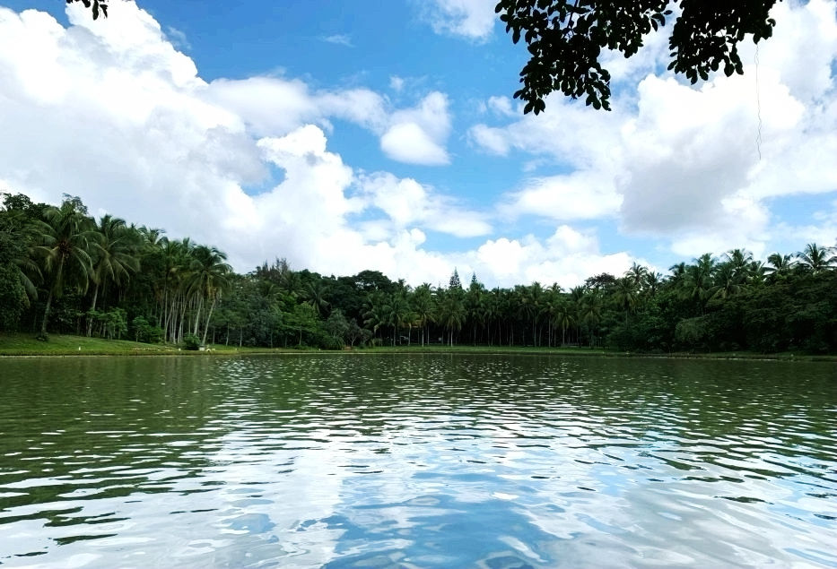 热带经济|美丽的植物园，独特的植物景观——游兴隆热带植物园