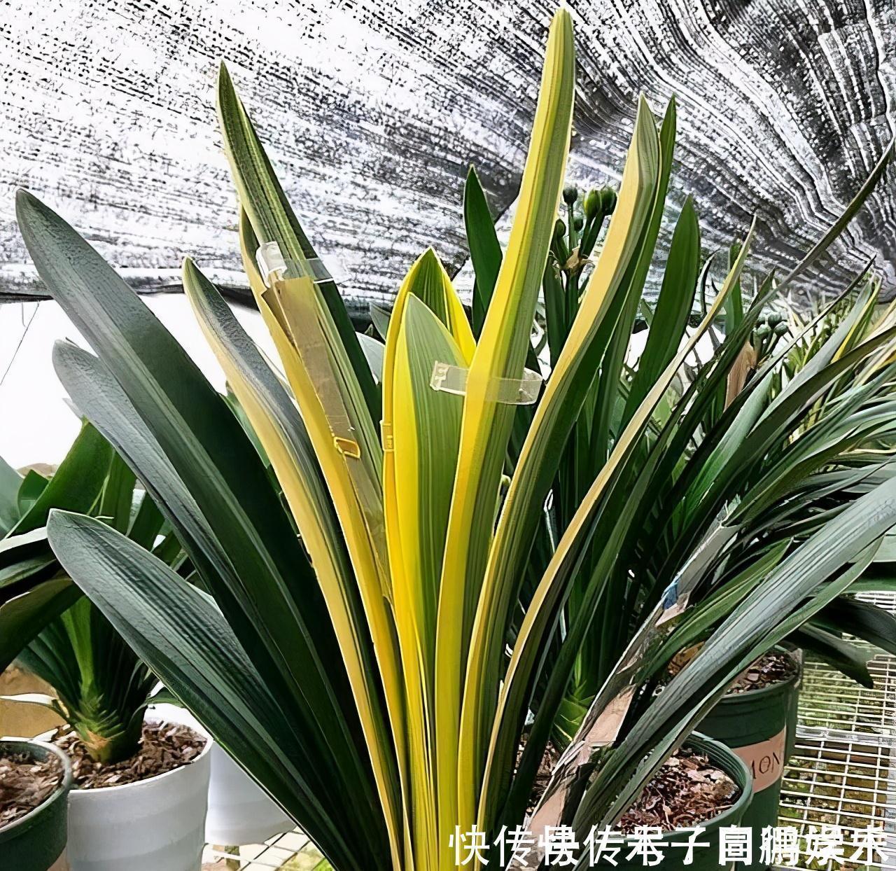 5种“长命花”,富贵又吉利,越养越值钱,赶紧养一盆做传家宝