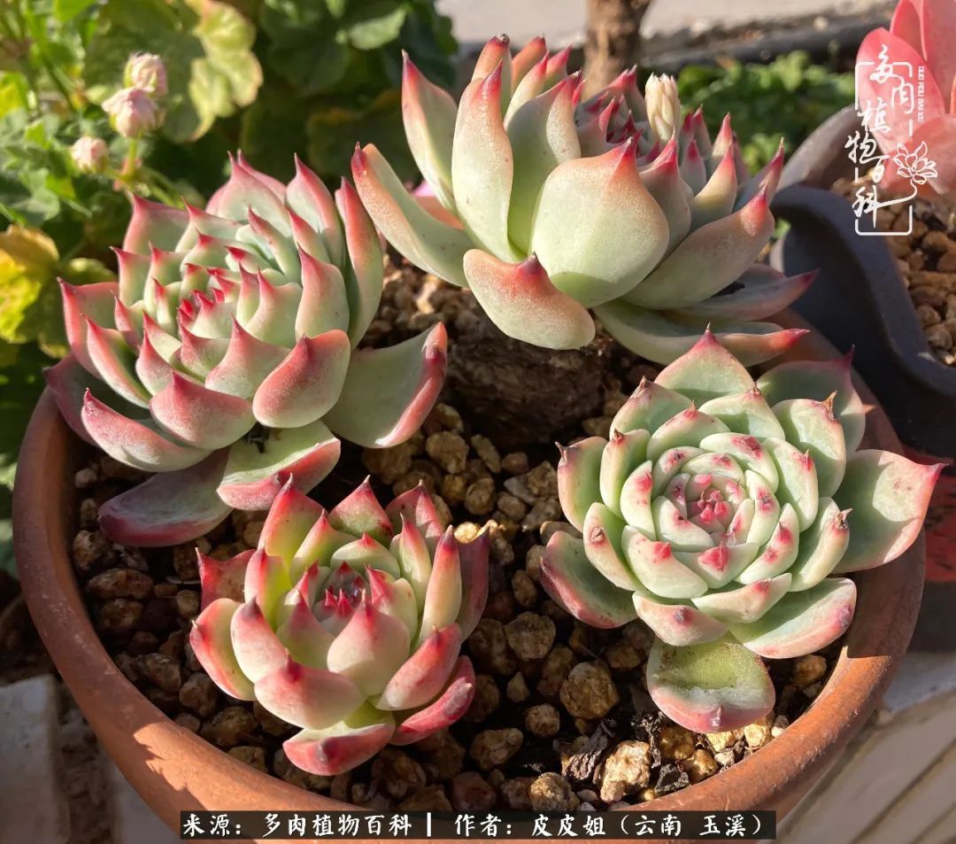 秋黄|柴米油盐的日子,养几盆多肉吧,为生活添几抹色彩!