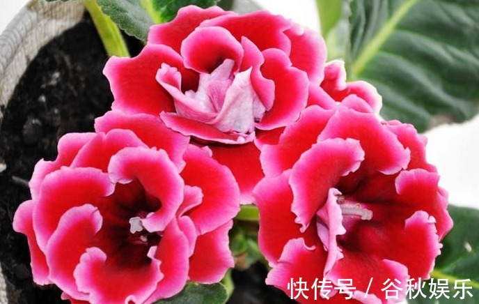 牡丹花开花再美!不如它花期长,花开150天,掐根枝,插土即活