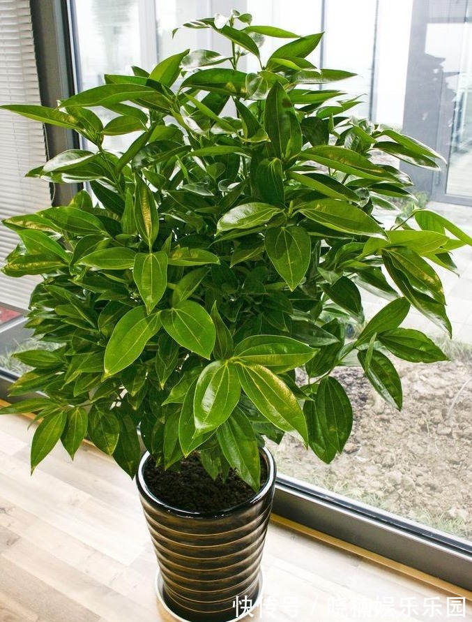 客厅见树,后代富足,7种“吉利树”,随便养一盆,养人又旺家