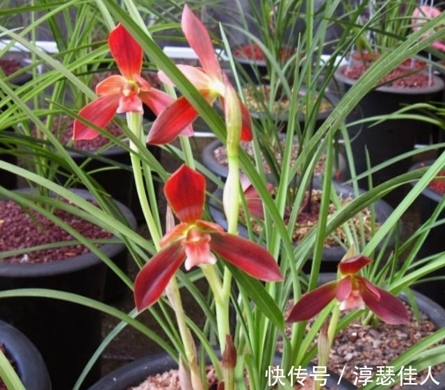 比“鸡血”还红的兰花，先绿后红色渐浓，勤花勤草好养活