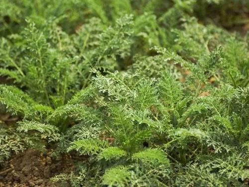 這種野菜有點苦，麥地里每年都長，3月正當時，見到可以摘一把