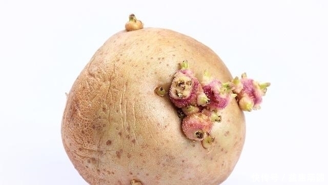 父母|转告父母:两种食物发芽后营养价值翻倍,别扔掉浪费了!