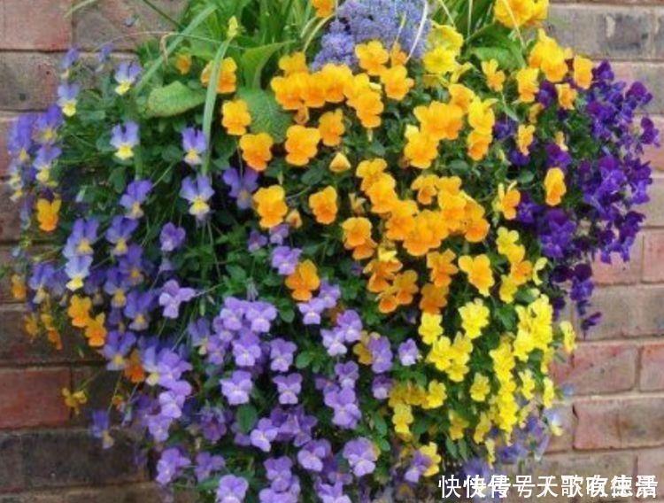 角堇角堇|4种花一养就上瘾,365天开花不断,开花超美超迷人