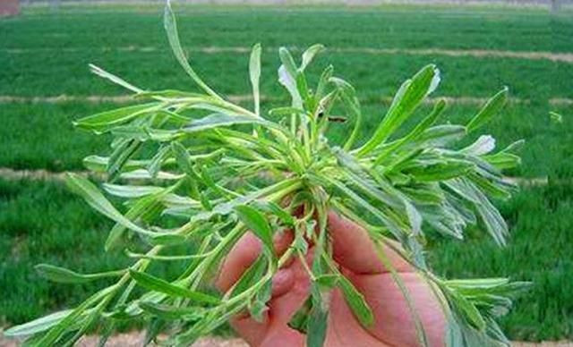 面条菜|农村野菜叫“面条菜”,很多人都知道会吃