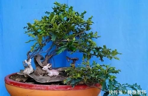 观叶|枸骨是制作盆景的好素材,集观形、观叶、观果于一身,还很好养活