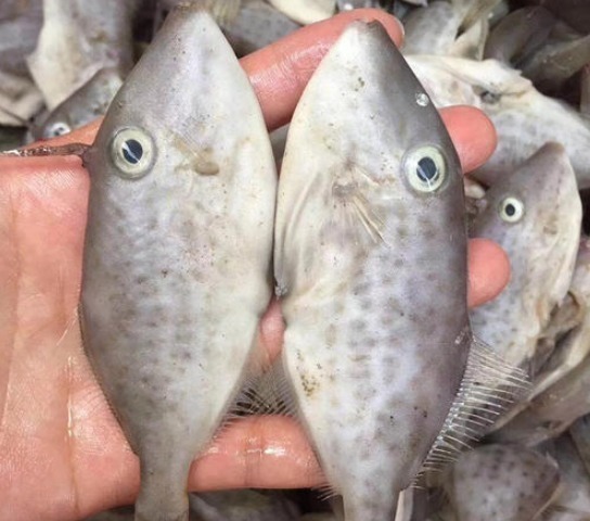 这种鱼“没脸没皮”,价格低廉,很多人看不上,懂行的人经常买