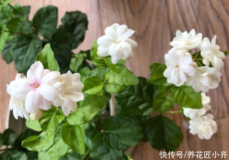 适合夏季扦插的“六种花”,操作简单,容易生根,其他季节难生根